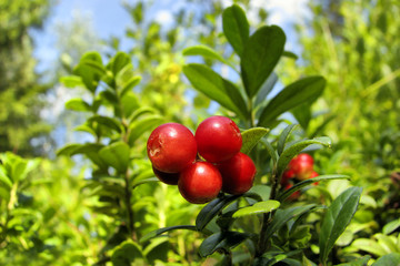 foxberries