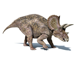 Triceratops dinosaur, isolated on white background, with clippin - obrazy, fototapety, plakaty