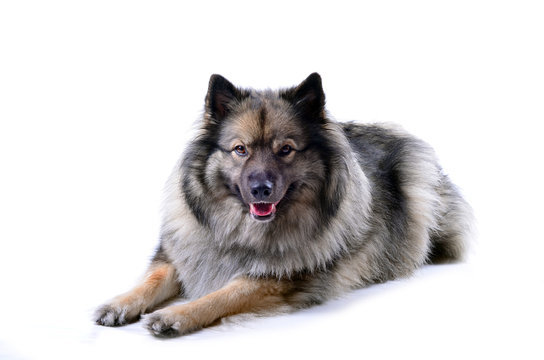 Keeshond Images – Browse 2,181 Stock Photos, Vectors, and Video | Adobe  Stock