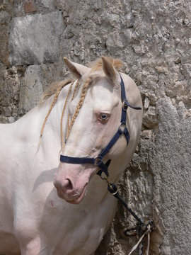 Cheval blanc 1