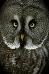Great Grey Owl