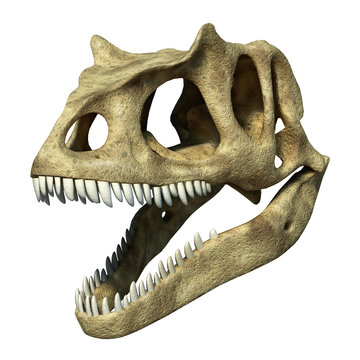 Photorealistic 3 D rendering of an Allosaurus skull.