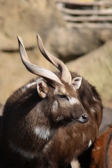 Sitatunga - Tragelaphus spekii