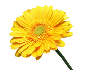 Yellow Gerbera flower
