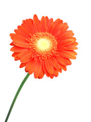 Gerbera flower isolated