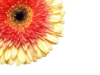 Gerbera flower