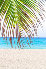 Fototapeta na wymiar Liści z palmy na plaży Karaibów z miejsca kopiowania