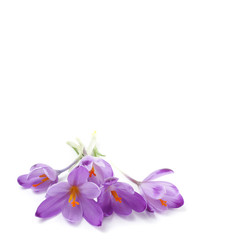 Fleurs de crocus violet