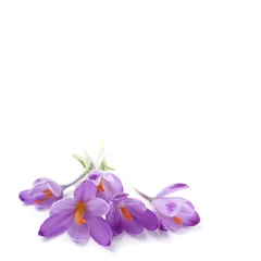 Crédence de cuisine en verre imprimé Crocus Fleurs de crocus violet