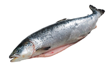 Salmon