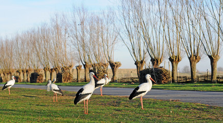 storks in winter in polder, selective focus - obrazy, fototapety, plakaty