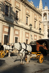 white horse carriages waiting for tourists