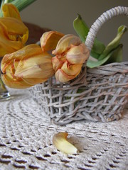 Zwiędnięte tulipany