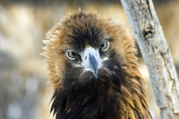 Head of a golden eagle (Aquila chrysaetos)