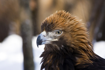 Head of a golden eagle (Aquila chrysaetos)