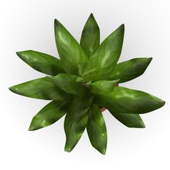 3d render of asplenium flower