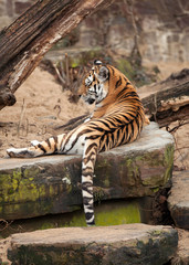 Tiger resting on the rock