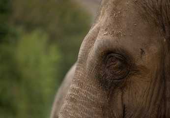 Head of elephant