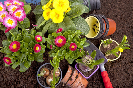 Gartenarbeit - Fr&uuml;hlingsblumen einpflanzen