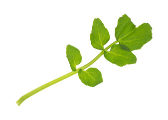 Obraz premium Watercress