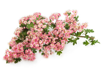 Hawthorn Blossom Flowers