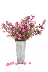 Red Campion Wildflowers