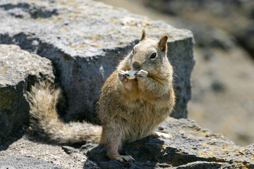 Hungry Squirrel