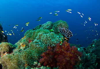 Naklejka premium Coral Reef