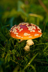 Fly agaric mushroom