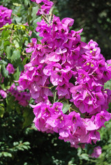 Fototapeta premium pink flower