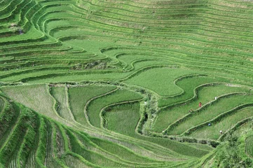 Stoff pro Meter Reisterrassen, Guilin, China © Stripped Pixel