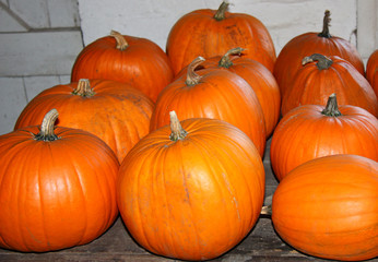 A Great Collection of Freshly Grown Orange Pumpkins.