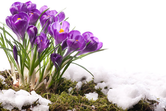 art Beautiful Spring Flowers