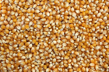 grains of corn