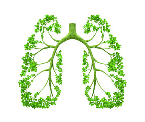 Lungs - tree