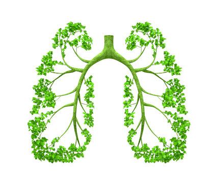 Lungs - tree