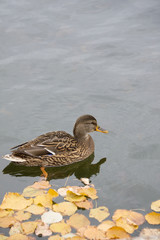 Duck in Water