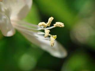 Honeysuckle blossom