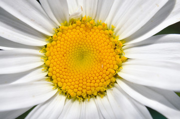 Camomile