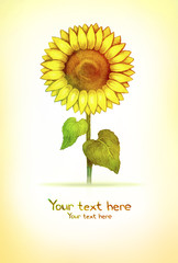 Background with illustrations of sunflower