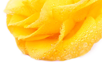 Yellow rose with drops of water macro