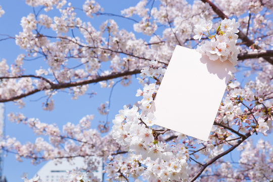 letter[cherry_blossom]_006
