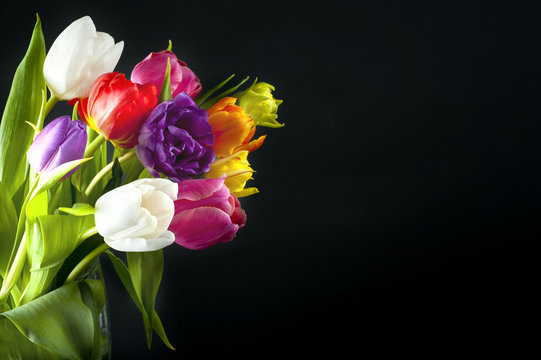 Colorful tulips isolated on black
