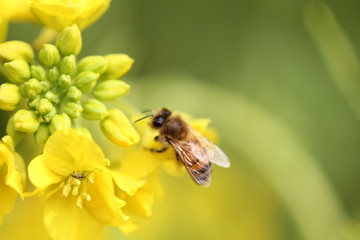ミツバチと菜の花