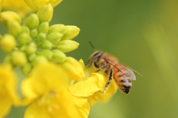 ミツバチと菜の花