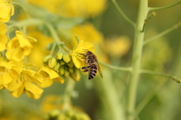 ミツバチと菜の花