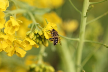 ミツバチと菜の花