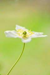 Snowdrop anemone, wood anemone