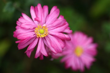 Fototapeta premium シュウメイギク