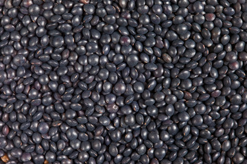 Black Beluga Lentils